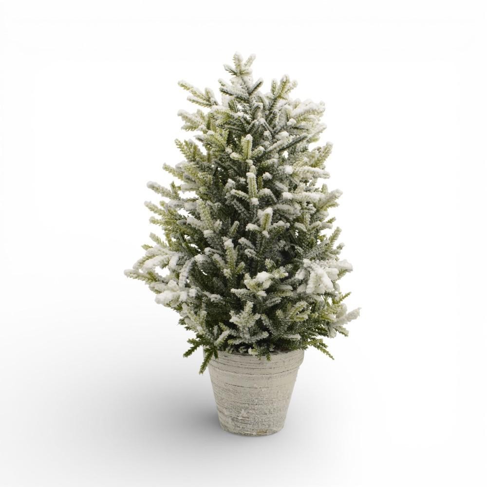 ABETE IN VASO H40 D20